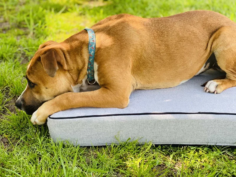 Kids Pillows with Fun DesignsGrey  - Pet Bed